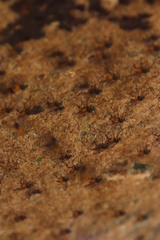 Athericidae