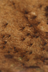 Athericidae