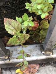 Phloeospora spiraeicola