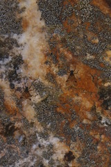 Athericidae