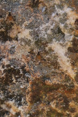 Athericidae