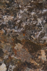 Athericidae