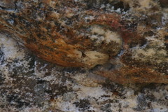 Athericidae