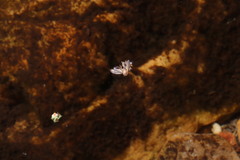 Athericidae