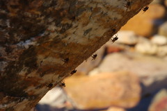 Athericidae