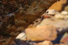 Athericidae