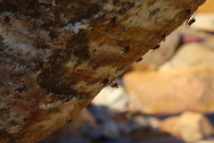 Athericidae