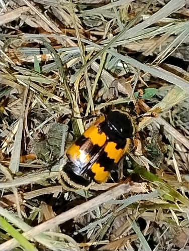 Vespillo Burying Beetle, 9162 EC Ballum, Netherlands, photo 3 of 10