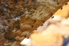 Athericidae
