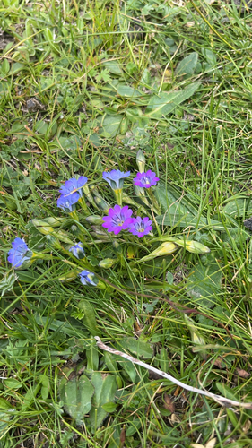 Gentiana aristata