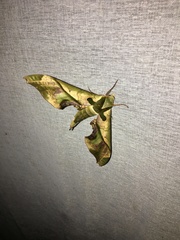 Adhemarius dariensis