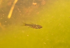 Bangka Rasbora photo 3