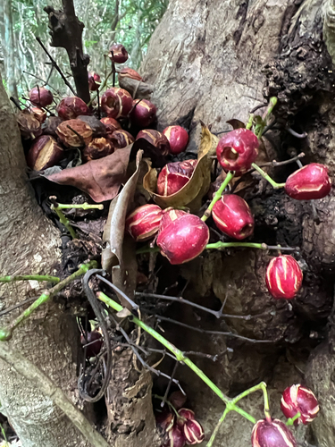 Syzygium thompsonii observed 2025-08-12