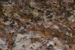 Athericidae