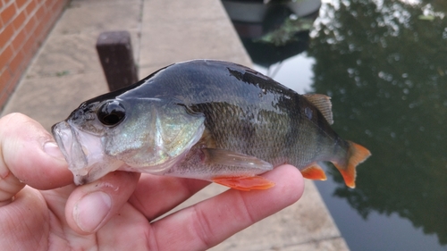 Perca fluviatilis