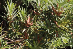 Podocarpus elongatus