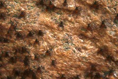 Athericidae