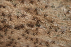 Athericidae