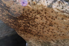 Athericidae