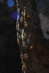 Athericidae