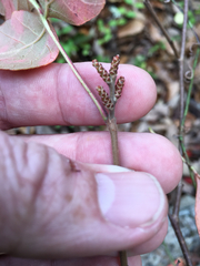 Rhus aromatica aromatica