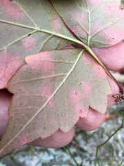 Rhus aromatica aromatica