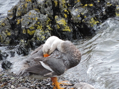 Tachyeres brachypterus