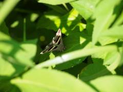 Grammodes geometrica