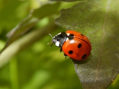 Coccinella septempunctata