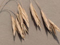 Bromus porteri