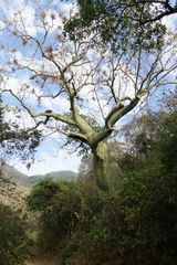 Ceiba trischistandra
