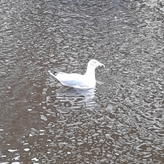 Larus argentatus