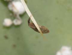 Sympherobius barberi