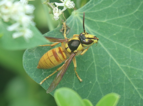 Black Shield Hornet