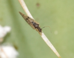 Sympherobius barberi