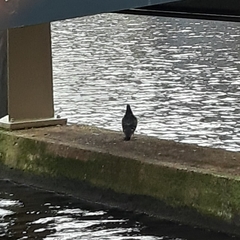 Columba livia domestica