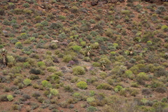 Aloe comosa, photograph (c) Tony Rebelo, some rights reserved (CC BY-SA)