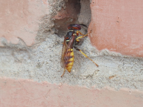 European beewolf