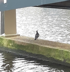 Columba livia domestica
