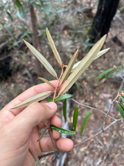 Lucas Christofides, CC BY, iNaturalist via GBIF Seringia hillii, photograph Lucas Christofides, CC BY, iNaturalist via GBIF