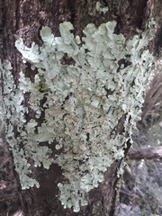 Lobaria adscripta