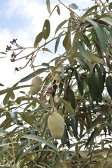 Colicodendron scabridum