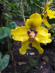 Cyrtochilum macranthum