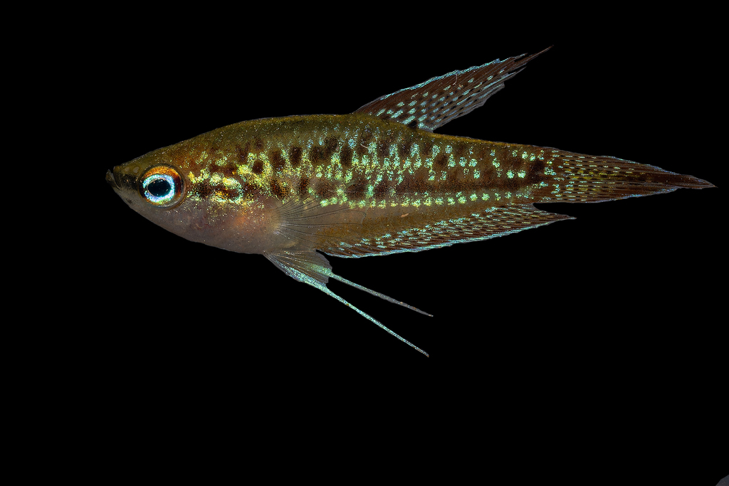 Sparkling gourami (Trichopsis pumila) — Osphronemidae