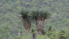 Yucca filifera