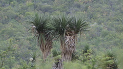 Yucca filifera
