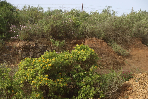 Spiky Saladbush (Didelta spinosa)