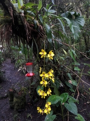Cyrtochilum macranthum