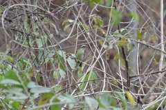 Saltator striatipectus