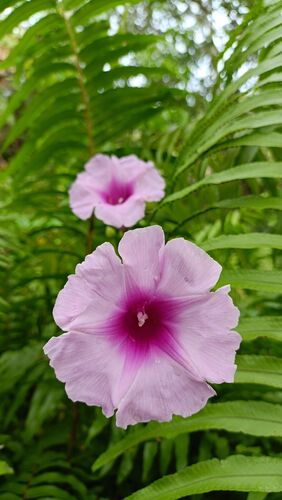 Ipomoea mauritiana, photograph 6